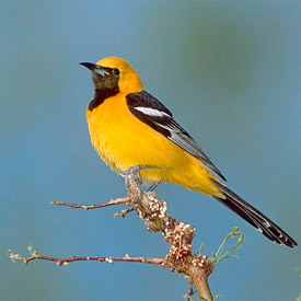 Hooded Oriole - male - at Hacienda Chichen Resort in Chichen Itza, Mexico